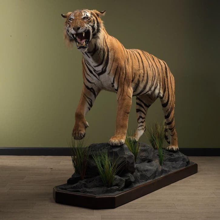 Tijger Taxidermie Opgezette Dieren By Max, Verzamelen, Dierenverzamelingen, Opgezet dier, Nieuw, Wild dier, Ophalen of Verzenden