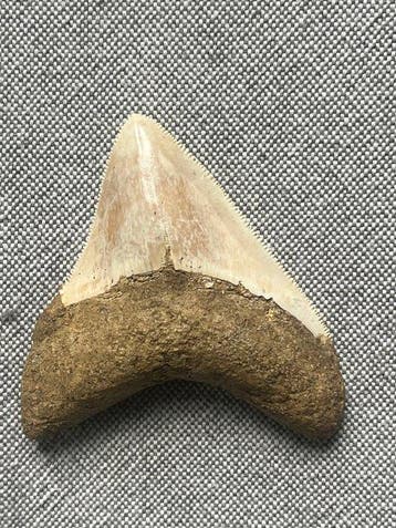Megalodon-tand 7,5 cm - Fossiele tand - Carcharocles