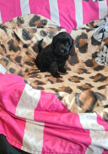 Kleine doxiepoo puppies! (Dwergteckeltje x poedel), Dieren en Toebehoren, Parvo, 8 tot 15 weken, Meerdere, Nederland