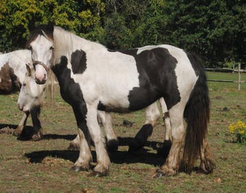 jonge Irish Cobs / Tinkers, Dieren en Toebehoren, Paarden, Minder dan 160 cm, 0 tot 2 jaar, Onbeleerd, Meerdere dieren