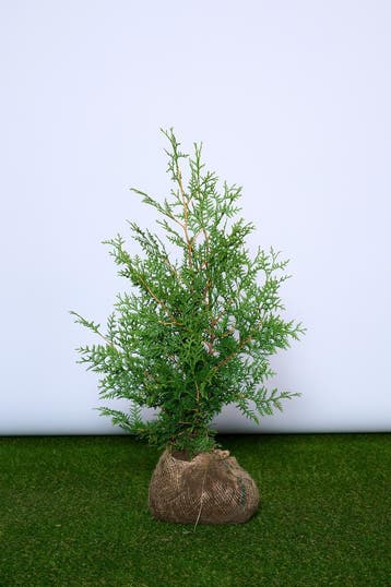 Conifeer - Thuja Occidentalis Brabant - Haagplanten, Ophalen of Verzenden, Conifeer, Haag