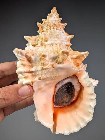 Grote kikkerschelp met origineel operculum Zeeschelp - Bursa, Verzamelen, Nieuw