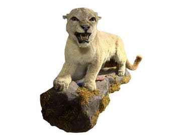 Poema Taxidermie volledige montage - PUMA CONCOLOR - with, Verzamelen, Nieuw