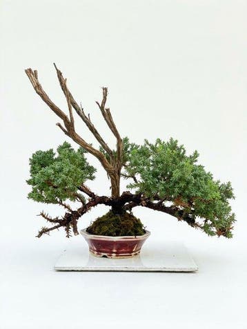 Jeneverbes bonsai (Juniperus) - Hoogte (boom): 28 cm -