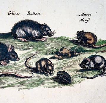 Matthäus Merian (1593-1650) - hand coloured folio, Mice,
