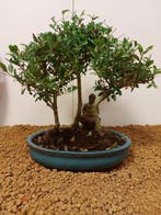 Japanese holly bonsai (Ilex crenata) - Hoogte (boom): 25 cm