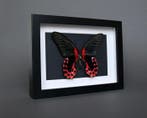 Vlinder Taxidermie volledige montage - Papilio rumanzovia -, Nieuw