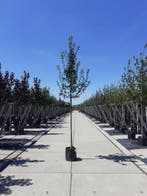 Laanbomen | Esdoorn, els, berk, krent, beuk, amberboom etc., In pot, Verzenden, Halfschaduw, Overige soorten