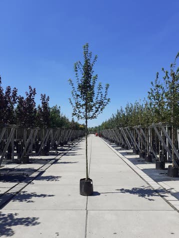 Laanbomen | Esdoorn, els, berk, krent, beuk, amberboom etc., In pot, Verzenden, Halfschaduw, Overige soorten