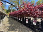 Japanse esdoorn - Acer Palmatum - vele varianten !, Halfschaduw, Overige soorten, 100 tot 250 cm, Ophalen