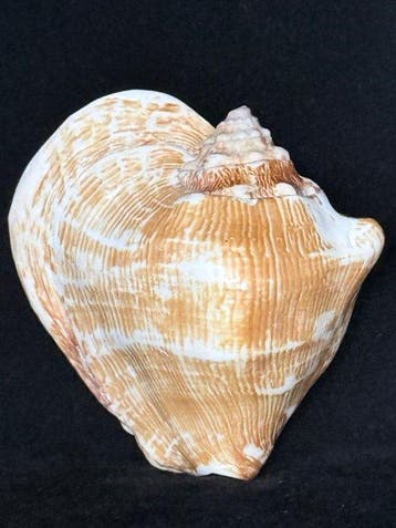 Zeeslak Zeeschelp - S-606 STROMBUS LATISSIMUS (Zonder