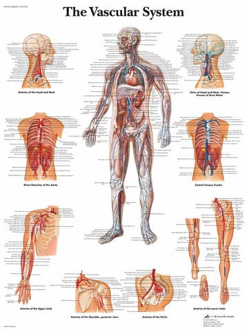 Anatomie poster bloedsomloop (gelamineerd, 50x67 cm), Nieuw