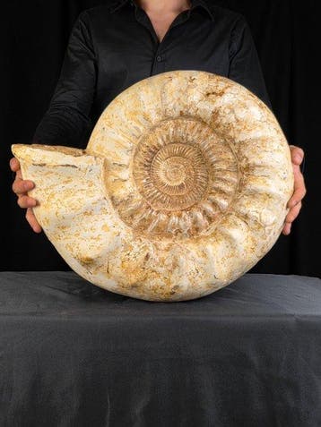 Grote ammoniet - 28,6 kg - Gefossiliseerde schelp -, Verzamelen, Mineralen en Fossielen