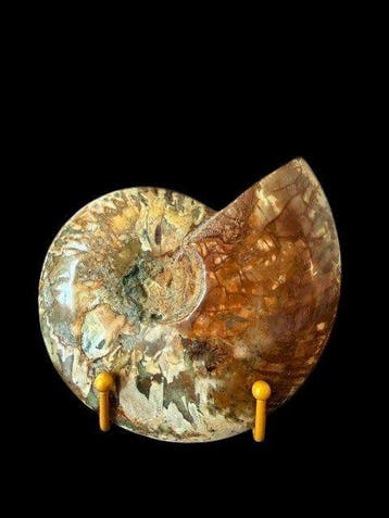 Cleoniceras besairiei - Gefossiliseerde schelp - 14 cm - 17, Verzamelen