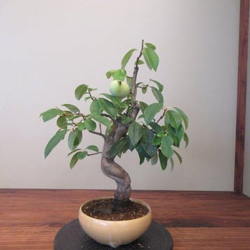 Pseudocydonia sinensis - Hoogte (boom): 45 cm - Diepte