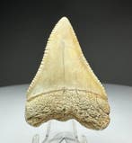 Witte haai - Fossiele tand - 4.5 cm - 3 cm, Verzamelen