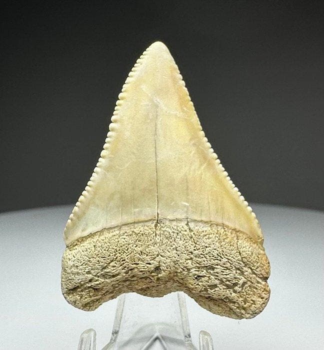 Witte haai - Fossiele tand - 4.5 cm - 3 cm, Verzamelen, Mineralen en Fossielen