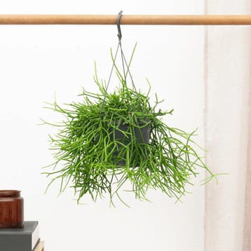 Green Bubble - Rhipsalis Oasis hangplant - 25 cm - Ø17 cm, Huis en Inrichting, Kamerplanten, Ophalen of Verzenden