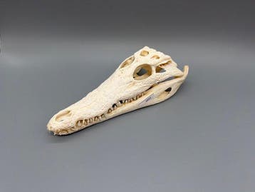 Nijlkrokodil Schedel - Crocodylus niloticus - 7 cm - 10 cm -