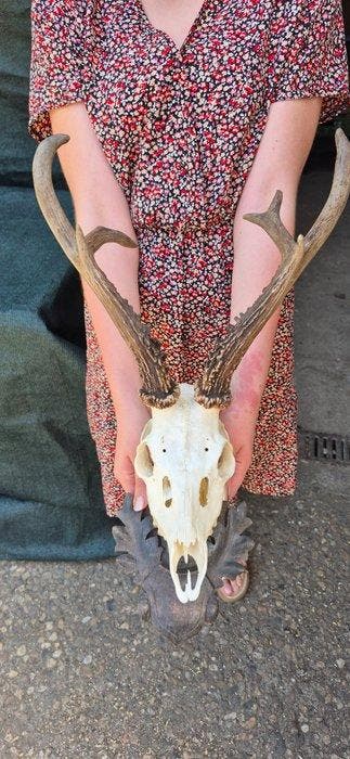 Siberische ree Taxidermie wandmontage - Capreolus pygargus -, Antiek en Kunst