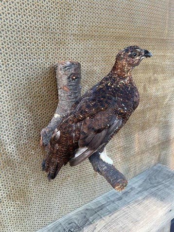 Schotse Sneeuwhoen Taxidermie volledige montage - Lagopus, Nieuw