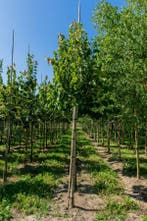 Tilia henryana hoogstam, Tuin en Terras