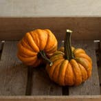 Kalebas Nr. 32-31 250 zaden, Ophalen of Verzenden, Nieuw