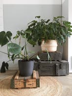 Legerkisten - MUNITIEKISTEN .   Uitgebreid Assortiment!, Gebruikt, 50 tot 100 cm, Ophalen of Verzenden, Minder dan 50 cm