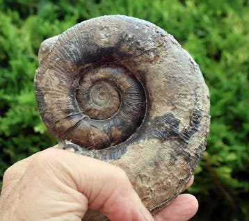 Ammoniet zonder reserveprijs - Gefossiliseerde schelp -, Verzamelen