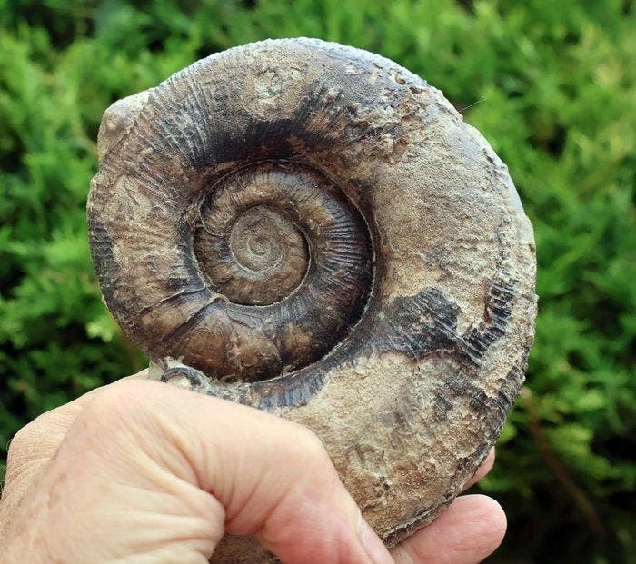Ammoniet zonder reserveprijs - Gefossiliseerde schelp -, Verzamelen, Mineralen en Fossielen
