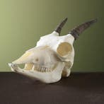 Steenbok Ibex Schedel Taxidermie Opgezette Dieren By Max, Ophalen of Verzenden, Nieuw, Wild dier, Opgezet dier