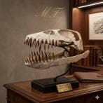 Plesiosaurus - Fossiele schedel - Zarafasaura oceanis - 44, Verzamelen