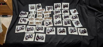 Very big set of dries world dried beetles - for collection -, Nieuw