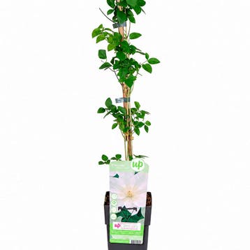 Clematis ‘Guernsey Cream’ (Grootbloemig, Vroegbloeiend), Verzenden, Overige soorten, Struik