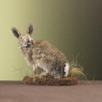 Konijn Taxidermie Opgezette Dieren By Max, Ophalen of Verzenden, Nieuw, Wild dier, Opgezet dier
