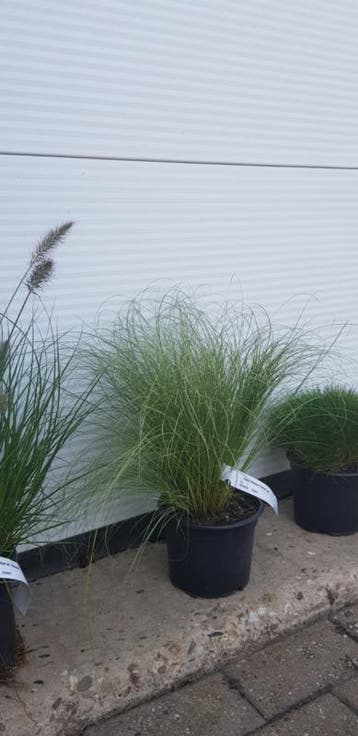 Zegge - Carex comas Frosed Curls P9, Verzenden, Nieuw