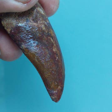 Dinosaurus - Fossiele tand - Carcharodontosaurus sp. - 57 mm
