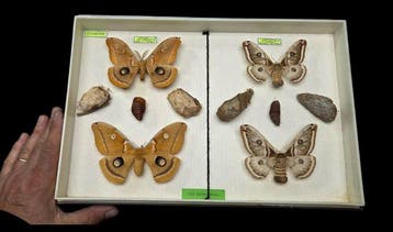 World Saturnidae / Months - ex French Mr BAILLET Collection, Nieuw