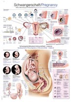 Anatomie poster zwangerschap (Duits/Engels/Latijn, papie..., Nieuw