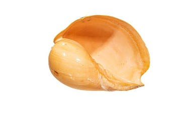 Melo melo - Grote Indiase volute / Bailer-schelp -, Verzamelen, Nieuw