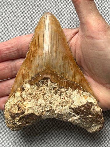 Megalodon tand 12,8 cm - Fossiele tand - Carcharocles