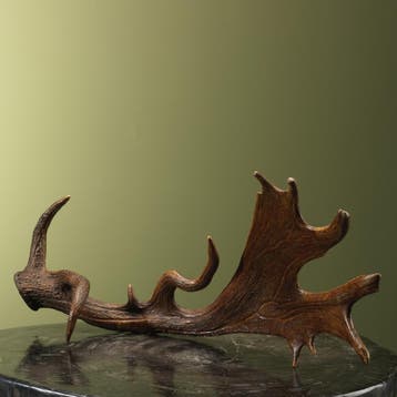 Damhert Geweistang ,KG Taxidermie Opgezette Dieren By Max, Verzamelen, Ophalen of Verzenden, Nieuw, Wild dier, Opgezet dier