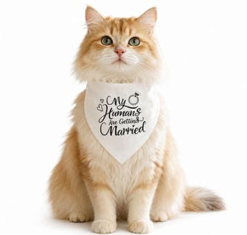 Katten bandana My Humans are getting Married, Ophalen of Verzenden, Nieuw