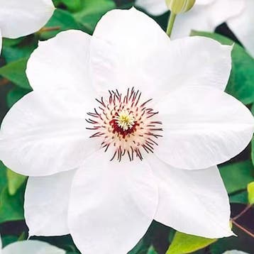Clematis „Miss Bateman” container (C2) Sierplanten, Wit, Verzenden, Overige soorten, Struik