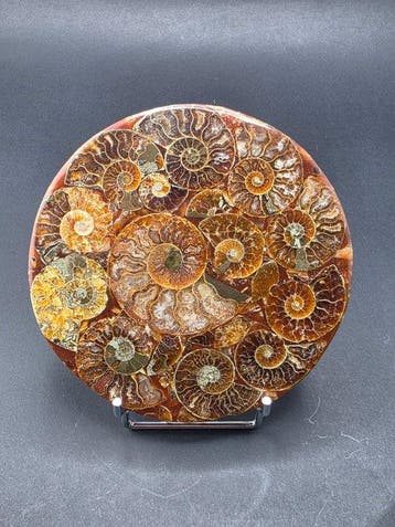 Ammoniet - Gefossiliseerd dier - Aioloceras (Cleoniceras), Verzamelen, Mineralen en Fossielen