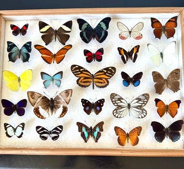 Compleet lot van 25 exotische dagvlinders in museum lade met, Nieuw