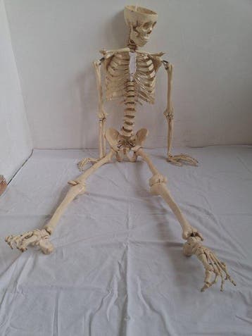 mens Skelet - Homo sapiens - 170 cm - 45 cm - 28 cm
