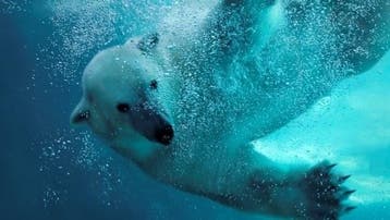 Wildlands Adventure Zoo geen €30,- maar €22,50, Drie personen of meer, Ticket of Toegangskaart