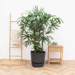 Green Bubble - Rhapis Excelsa XXL - 210cm - Ø34 cm, Ophalen of Verzenden