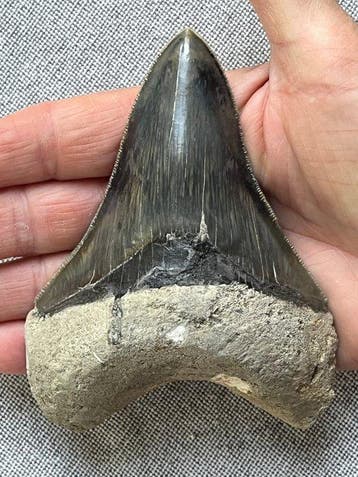 Megalodon tand 11,5 cm - Fossiele tand - Carcharocles